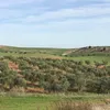 debroce