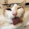 linlin.apcy
