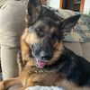 germanshepherdcrazy2