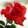 amalsabry17