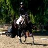 equestrianlvr