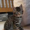 meridabrave7