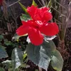 dewyrose6