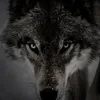 mr.wolf2210