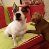 pitbull_jackrussell