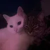 olalunacats