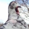 the.pigeon.whisperer