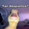 draksterss