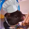 shrimpo_wizard
