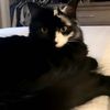 the_vitiligo_kitty