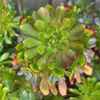 enjoysucculentsetc2