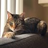 bourdainthecat