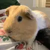 guineapiggieluv