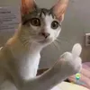 pbao0_0