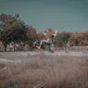 alipanana_