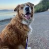 girlwithadogpack