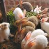 My Rabbit Uganda
