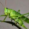 piriangkanso