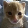 banana_cat_games