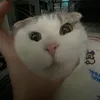 abihihihii