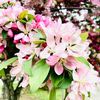 sage_plum