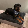 Marley the Rottweiler