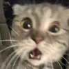 meomeow.nnn