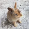 kim_vwees