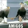the_flippp