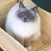 nina_mimi_mia