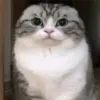 owl_sas