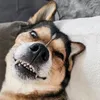 bellatherizzdog