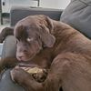 ilikedogsandphish0