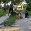 zoomies_petvillas