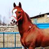 jamol.saidov98