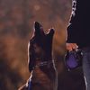 blackdogimagery