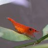 shrimplythebest2