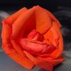 hossiniphone74
