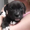 sasha.perritamalvada