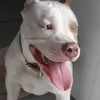 francksteinamericanbully