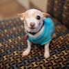 billie.the.chi