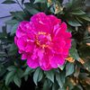 jackie_joseph67