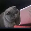 guychalair