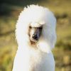 Desert Rain Poodles