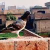waqas315559gmail.com2
