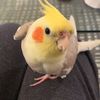 Ginger #จิงเจอร์ปุ๊ดๆ