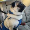 pugslife2