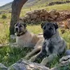 hasan_19841805