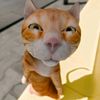 kucing.kucing127
