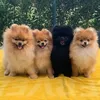 mila_lewis_pomeranian